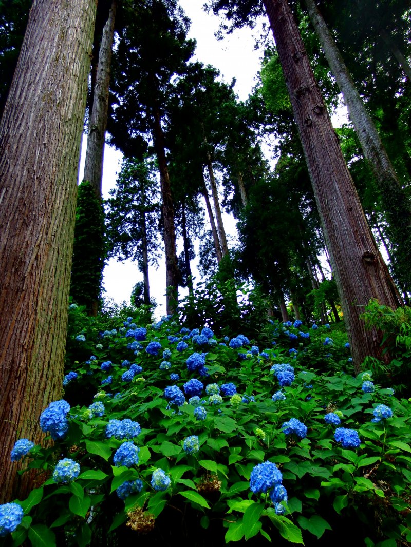 <p>Hydrangeas were everywhere in the forest</p>