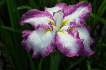 <p>Close-up of purple and white iris</p>