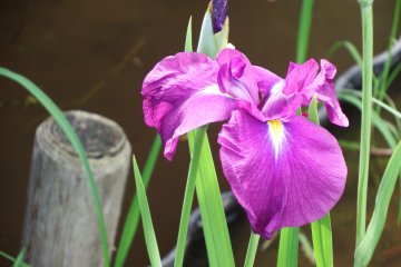<p>Iris in full bloom and a bamboo stick</p>