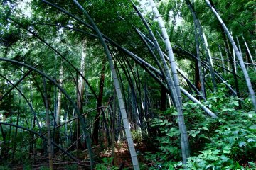 Погнутый бамбук в лесу