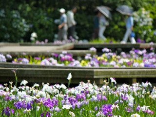 The approach to the 140,000 iris garden in Yokosuka