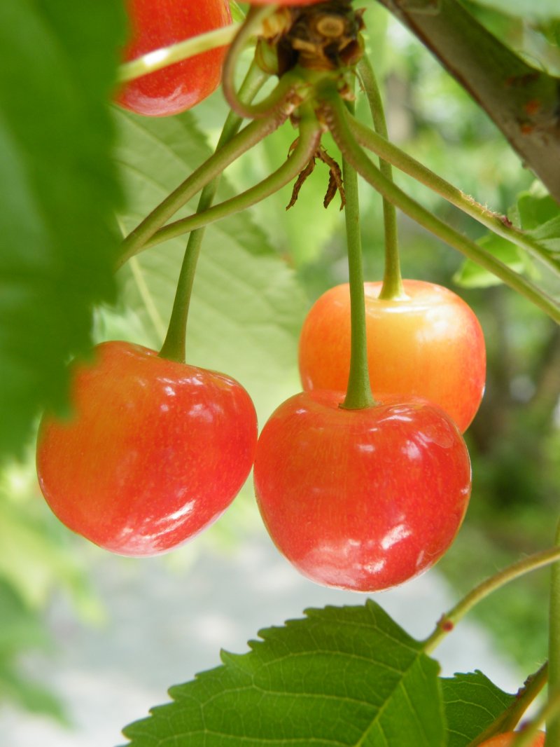 <p>Japanese cherries waiting to be picked</p>