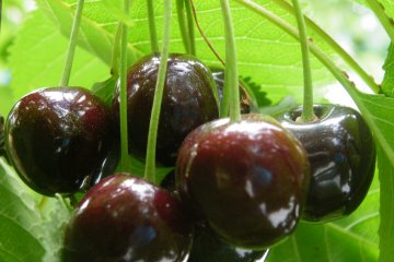 <p>After tasting one from this bunch of black cherries, I had to finish off the rest.</p>