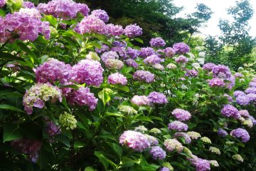 <p>There are over 10,000 hydrangeas planted at Hondo-ji</p>