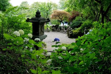 <p>In June and July there are many hydrangeas in bloom</p>