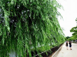 Now you are at the East Outer Moat. There are green willow trees here and there and people are strolling along the moat enjoying the beautiful view of the trees, deep-green water and the stone walls