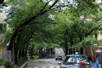 Лампы такси, блестящие дороги и навес из деревьев в центре Токио в дождливый день