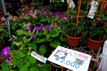 <p>This morning glory looks like a Chinese bellflower</p>