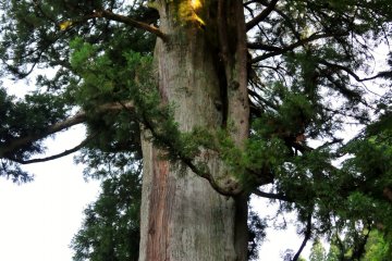 <p>A 1,200 year old cedar tree is &#39;hidden&#39; to the left side of the temple.</p>