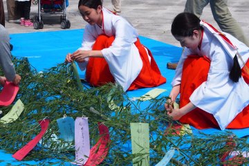 <p>Children&rsquo;s messages being tied to branches, to be displayed at the shrine. This is a special event happening around the Tanabata Festival (July 7th every year)</p>