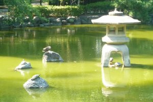 Pond and residents of Nakamura Park.