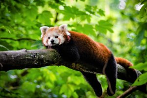 Relax like a red panda at the zoo