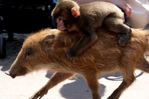 Miwa the macaque plays piggyback on Uribo the baby boar