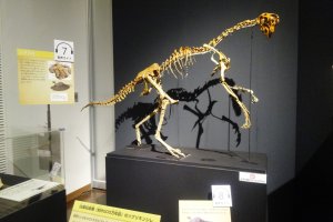 A fossil on display in Mifune