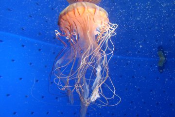 Learn about graceful- and deadly- jellyfish