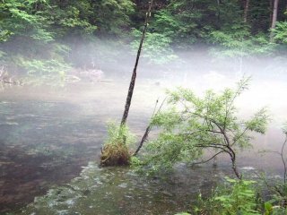 Mysterious foggy pond.