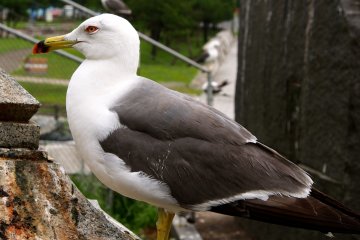 <p>If you have ever wanted to get up close and personal with a seagull, this is the place to do it</p>