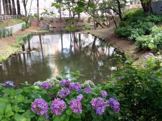 Remains of the moat with a foreground of hydrangea flowers