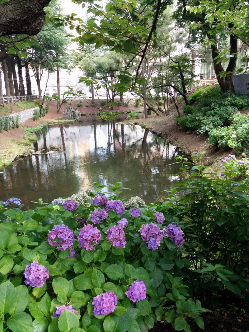 <p>Remains of the moat with a foreground of hydrangea flowers</p>