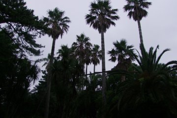 <p>Palm trees towering overhead</p>