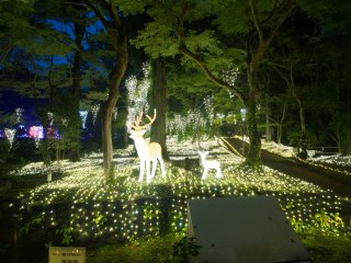 The iconic&nbsp;deer of Nara