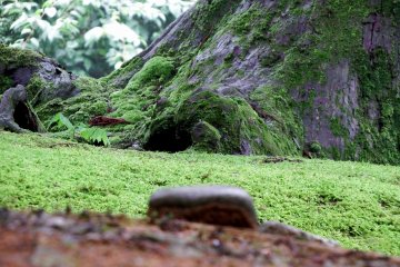 삼나무의 녹색 식물 및 이끼로 덮인 몸통