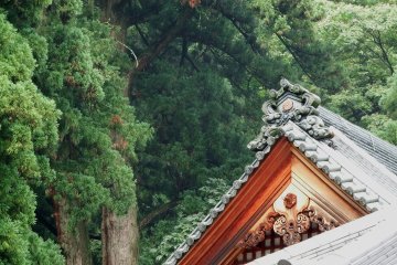 <p>Temple roof and cedar trees in the backdrop</p>