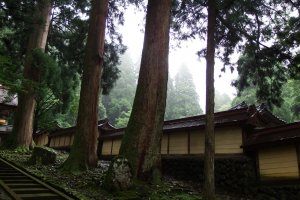 Ancient tall cedar trees standing beside one of the temple buildings