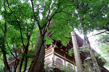 Looking up at one of the temple buildings through tall trees