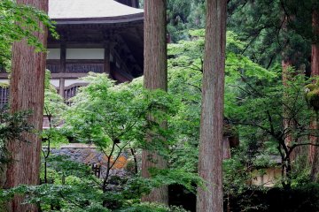 Tall, ancient cedar trees stand in the temple grounds, everywhere