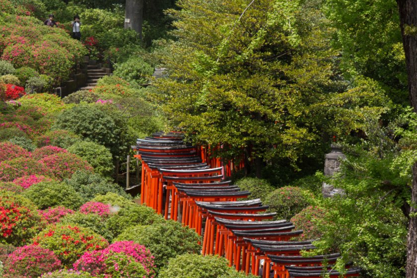 Con đường cổng torii dọc vườn hoa đỗ quyên