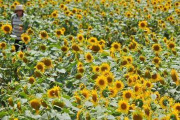 <p>A Japanese envoy to China during the Tang Dynasty brought back the sunflower to Japan in the Edo period</p>