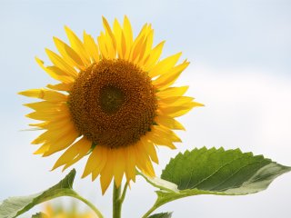 Di Jepang, bunga matahari disebut Himawari sejak era Genroku (1688-1704)