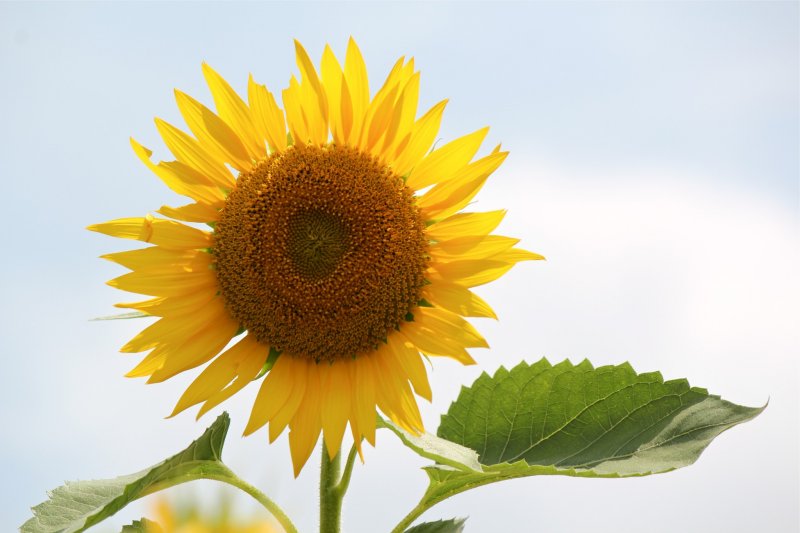 <p>In Japan, the sunflower has been called &quot;Himawari&quot; since the Genroku era (1688-1704)</p>