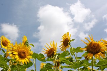 <p>Sunflowers can reach over 3 meters high</p>