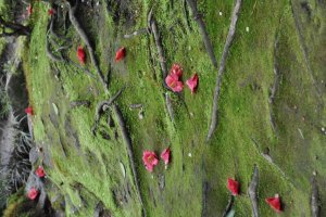 Fallen Flowers on moss