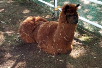 <p>One of the alpacas takes a rest under the shade</p>