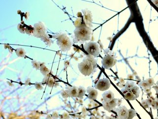 There are plum blossoms at Anraku-ju in March