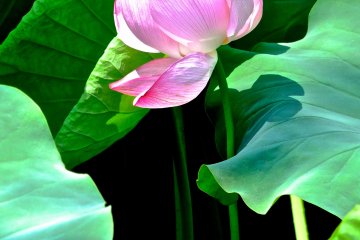 <p>A lotus with a long stem at Ueno Park</p>