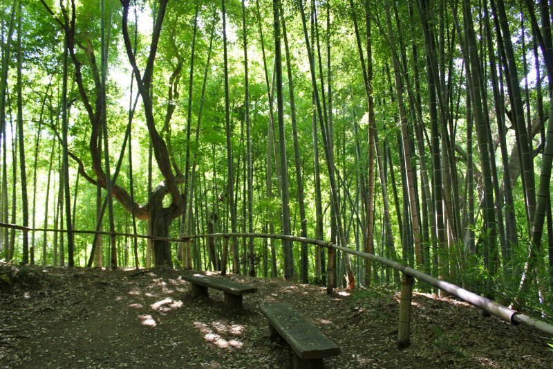 <p>Enjoy a leisurely stroll through the bamboo grove located at the 50,000 square meter garden of&nbsp;Rai Tei&nbsp;restaurant, Kamakura</p>