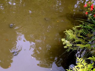 Turtles swim in the pond