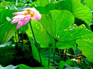 The leaves of Japanese lotus are large and soft&nbsp;at Hachimangu Shrine, Kamakura