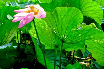 <p>The leaves of Japanese lotus are large and soft&nbsp;at Hachimangu Shrine, Kamakura</p>