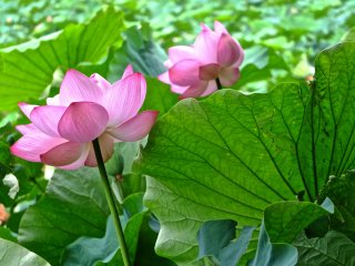 Deux fleurs de lotus au jardin Sankei-en de Yokohama