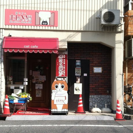 Maneki Neko Cat Cafe in Hiroshima