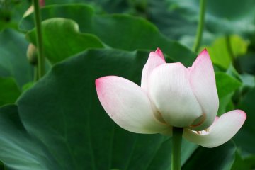 <p>White &amp; pink lotus almost in full bloom</p>
