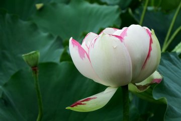<p>This lotus has a unique mixed color</p>