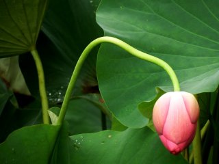 The stem of this lotus is unique and curvy
