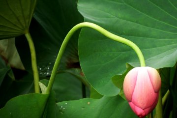 <p>The stem of this lotus is unique and curvy</p>