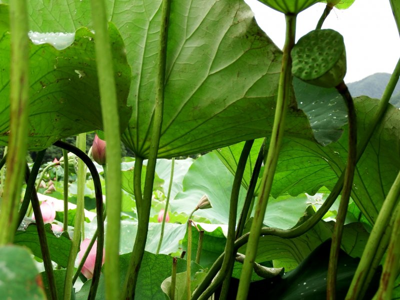 <p>It looks like a maze underneath large leaves of lotus flowers. Good place for hide-and-seek!</p>